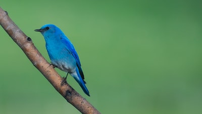 蓝色鸟栖息在树枝上
